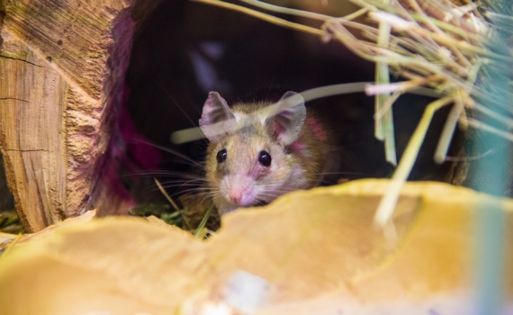 Инцидент с домашним хомяком стал причиной смерти женщины в Испании Инцидент с домашним хомяком стал причиной смерти женщины в Испании